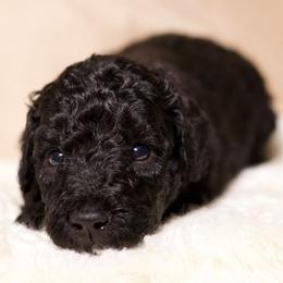 Apollo - Black male Goldendoodle puppy in Palmetto Bay, Florida from SOMIDOODLES