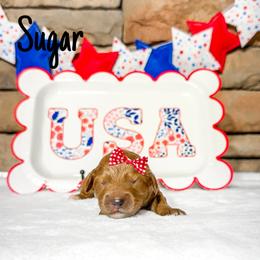 Sugar - Apricot female Australian Labradoodle puppy in Leicester, North Carolina from Paws For All Labradoodles