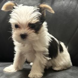 Maximus AKC - Parti male Yorkshire Terrier puppy in Labelle, Florida from Chocolate and Parti Yorkies in Florida