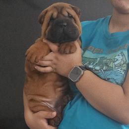 Rose - Red fawn female Chinese Shar-Pei puppy in Bakersfield, California from Cashmerewrinkles