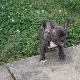 "Teddy Grahams" French Bulldog Puppies from Gorilla Zoo Kennels