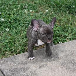 "Teddy Grahams" French Bulldog Puppies from Gorilla Zoo Kennels