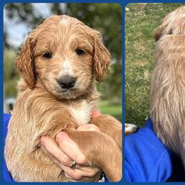 Blue - Cream male Goldendoodle puppy in New Era, Michigan from Jancek Farm