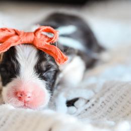Light Blue collar female - White and fawn female Pembroke Welsh Corgi puppy in Mona, Utah from Sorensen Corgis