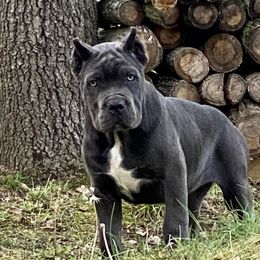 Cane Corso Puppies from Reliance Cane Corso