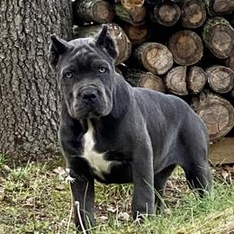 Cane Corso Puppies from Reliance Cane Corso