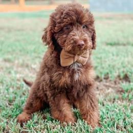 Archie - Chocolate male Goldendoodle puppy in Iola, Texas from Supreme Doodles of Texas