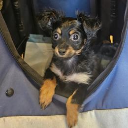 Puppy1 - Black and tan male Russian Toy puppy in San Diego, California from Chenier Russian toys