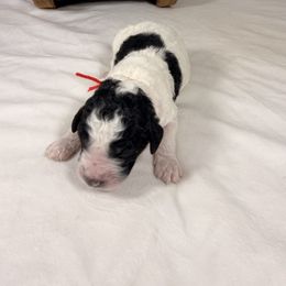 Rudolph - Parti male Poodle puppy in Luana, Iowa from Country View Bernedoodles and Goldendoodles