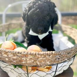 Lindt - Black male Goldendoodle puppy in North Carolina from Tuxedo Mountain Doodles