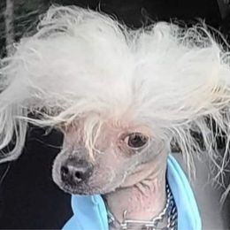 Monroe - Chinese Crested