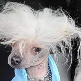 Monroe - Chinese Crested