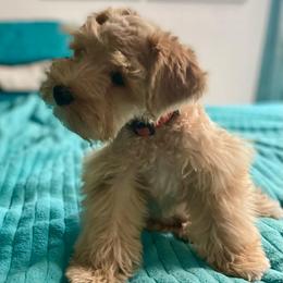 Remy - Miniature Schnauzer