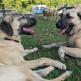 Kangals from Black Locust Katahdins