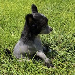 Aaron  Long Star Angel - Black and white male Chinese Crested puppy in Amarillo, Texas from Victoria's Chinese Cresteds Long Star Angels