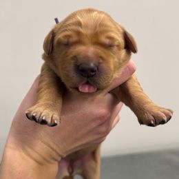 Purple collar - Dark golden female Golden Retriever puppy in Brockport, New York from Golden View Ranch