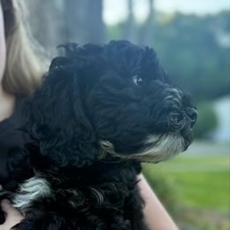 Frodo - Black and white male Cockapoo puppy in Tallahassee, Florida from Panhandle Pups