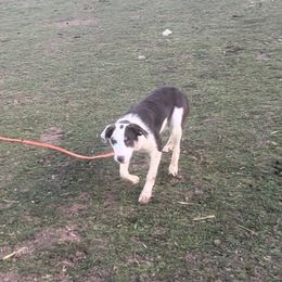 Brandy - Border Collie puppy from Breezy Acres Stock & Sporting Dogs