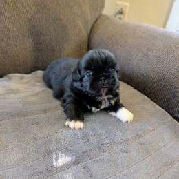 Winston - Black male Pekingese puppy in Kingman, Arizona from Faithlyn Harvey
