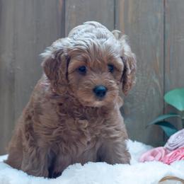 Rose - Red female Cavapoo puppy in Fairfield, Illinois from Positively Doodles