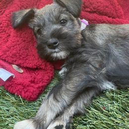 Girl 3 Wilma - Salt and pepper female Miniature Schnauzer puppy in Anthony, Florida from Amanda Tragash