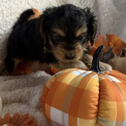 Morkies from Georgias Finest Puppies