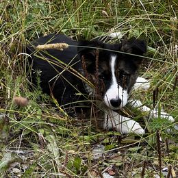 Soot - Border Collie