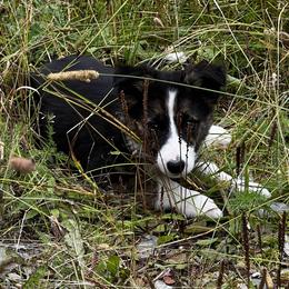 Soot - Border Collie