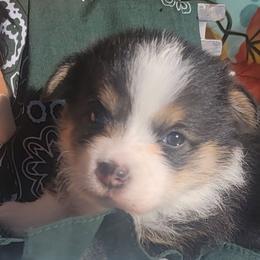 Hunter green Bandana Boy - Black and tan male Pembroke Welsh Corgi puppy in Cherokee, Oklahoma from MCS Farms-OK