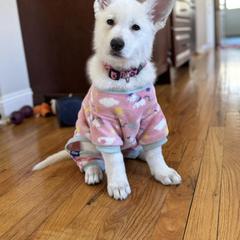 Berger Blanc Suisse Puppies from Foreman’s White Swiss Shepherds