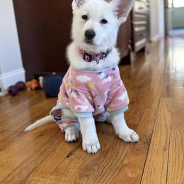 Berger Blanc Suisse Puppies from Foreman’s White Swiss Shepherds