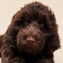 July - Chocolate male Goldendoodle puppy in Afton, Oklahoma from C5 Doodles