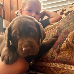 Cadbury (yellow collar) - Chocolate male Labrador Retriever puppy in Bandera, Texas from The Sugar & Spice Ranch Labrador Retrievers