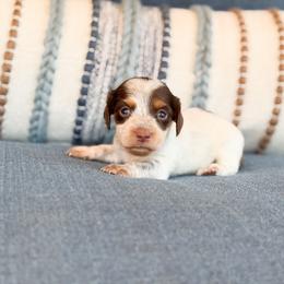 Willow ( longhaired) - Chocolate and tan female Dachshund puppy in Salters, South Carolina from Long-Pine Dachshund