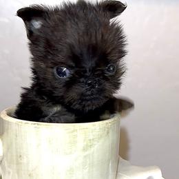 TIMMY - Black and tan male Brussels Griffon puppy in Arizona from Melody Lane Brussels Griffons
