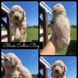 Boy 2 - Cream male Goldendoodle puppy in Cullman, Alabama from Sunflower Doodles
