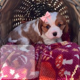 Acacia - Blenheim female Cavalier King Charles Spaniel puppy in Idaho City, Idaho from Whispering Pines Cavaliers
