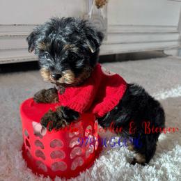 Tiny Dark Chocolate Boy - Black and tan male Yorkshire Terrier puppy in North Chelmsford, Massachusetts from Coastal Yorkshire Terrier Yorkies & Biewer Terriers