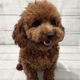 Kira - Poodle