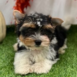 Pongo - 2150 AKC - Black tan and white male Biewer Terrier puppy in Douglas, Georgia from Heartland small breeds