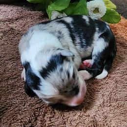 Cosmos - Blue merle male Border Collie puppy in Opelousas, Louisiana from Zahara Border Collies