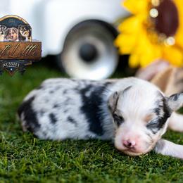 Wilder - Blue merle male Miniature Australian Shepherd puppy in Granbury, Texas from Best Little Aussies