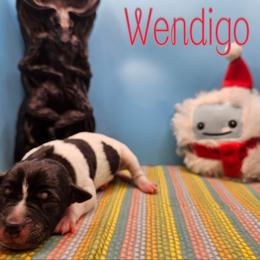 Wendigo - White and black female Rat Terrier puppy in Lynn, Alabama from Cryptic Rat Terriers