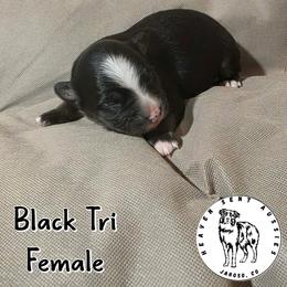 Girl 2 - Black tri female Miniature Australian Shepherd puppy in Jaroso, Colorado from Heaven Sent Aussies