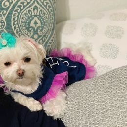 Tiki - Maltese