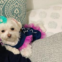 Tiki - Maltese