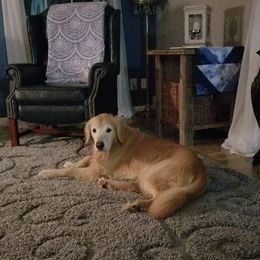 Golden Retriever All Grown Up from Highlander's Goldens of Howell