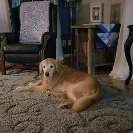 Golden Retriever All Grown Up from Highlander's Goldens of Howell