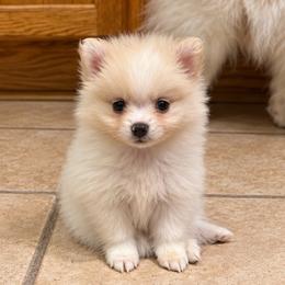 Suzie - White female Pomeranian puppy in Mc Henry, Illinois from Pomeranians