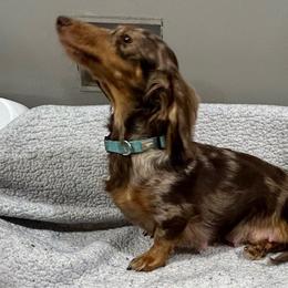 Piper - Dachshund